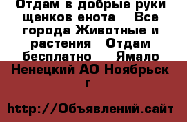 Отдам в добрые руки щенков енота. - Все города Животные и растения » Отдам бесплатно   . Ямало-Ненецкий АО,Ноябрьск г.